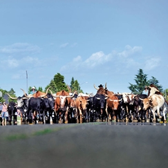 Flying U Rodeo In the News