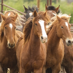 Flying U Rodeo In the News